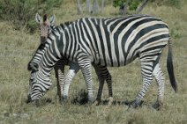 3: Zebras in Moremi