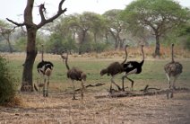 9: Ostriches in Zakouma N.P.