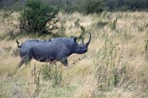 23: Black Rhino in Masai Mara