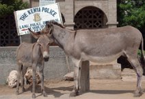 6: The Kenya police station (Lamu)