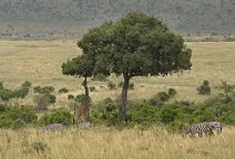 19: The tallest animal in the world (Masia Mara)
