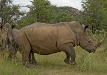7: White Rhino in Matobo N.P.