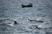21: Dolphins in Namibe