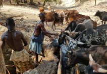 8: Muhimbas watering cattle