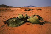 11: Welwitschia mirabilis, road to Virey