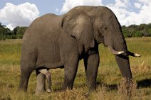 23: Big elephant male in Moremi