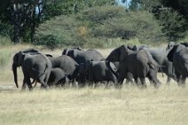 5: Elephants stampede
