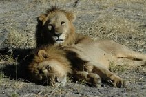 6: Lion brothers in Savuti