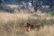 24: Lioness and cubs in Moremi