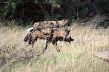 19: Wild dogs in Moremi