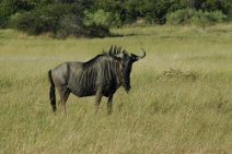 4: Wildebeest in Moremi