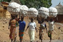 15: Daba women carrying cotton
