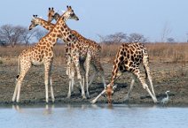 23: Giraffes drinking  (Waza National Park)