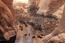 2: Camels drinking in Archeé guelta CHAD