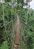 12: Canopy Bridge in Kakum N.P.