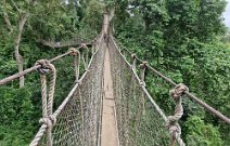13: Canopy Bridges in Kakum N.P.