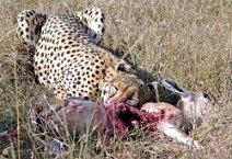 4: Cheetah  hunting in Mara
