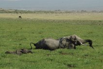 3: Elephants in Amboselli National Parc