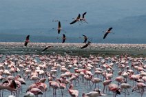 24: Flamingos at Lake Nakuru.