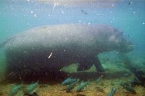 9: Hippo underwater Mzima Springs, Tsavo West