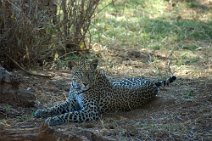 21: Leopard in Samburu