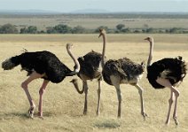 15: Ostriches in Masai Mara