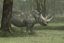 18: White Rhino in Nakuru
