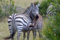 5: Zebra breast feeding (Tsavo)