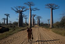 4: Alle de baobabs at Morondava.