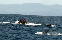 15: Humpback whales at Sainte Marie