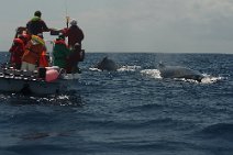 22: Looking for Humpback whales at Sainte Marie