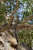 8: Ring-Tailed Lemur  (Isalo Park)