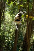 1: Sifaca Lemur jumping in Peyreiras reserve at Marozebo