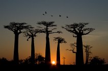 3: Sunset at Alle des baobabs.