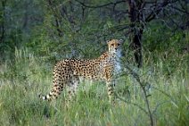 15: Cheetah  (Etosha)