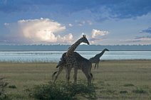13: Giraffes courting in Etosha