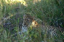 22: Leopard laying (Etosha)_filtered
