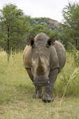 24: Rhino in Etosha