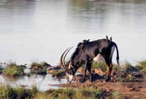 4: Sable Antelope Mahango N.P.