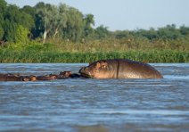 12: Hippos in the  Niger river Ayerou