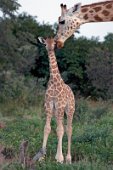 17: Last West Africa Giraffes at Koure reserve