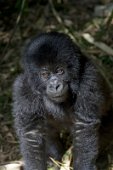 9: Gorilla baby (Parc National des Volcans)