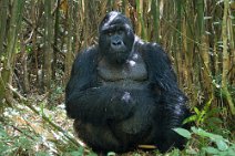 11: Gorilla female (Parc National des Volcans)