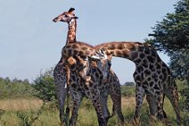 11: Giraffes courting in Kruger National Park