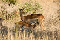 19: Impala breastfeeding (Kruger Park)