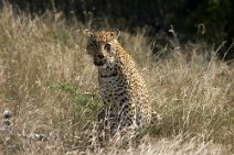 18: Leopard (Kruger Park)