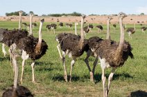 7: Ostriches  (Oudshoorn farm) .
