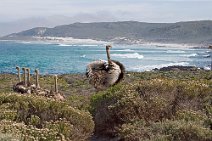 10: Ostriches in Cape of Good Hope .