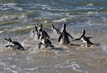 13: Penguins for a swim (Boulders beach)