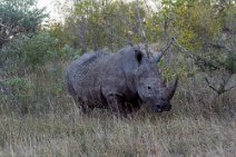 17: White Rhino (Kruger Park)